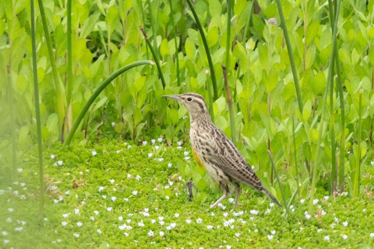 Western Meadowlark - ML623724008