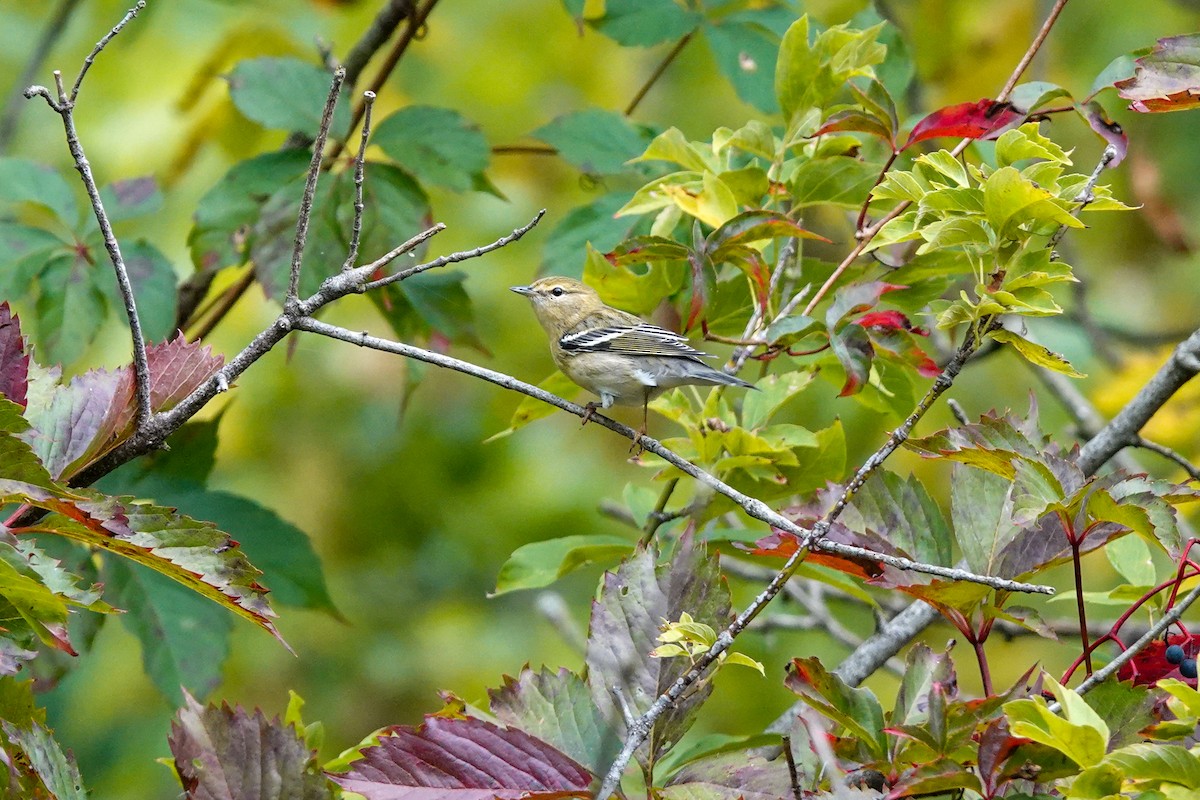 Blackpoll Warbler - ML623724021