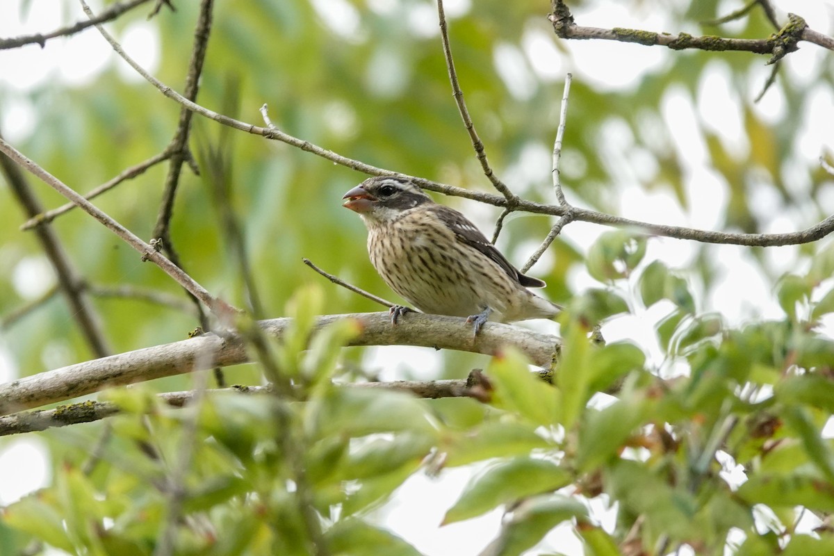 Rose-breasted Grosbeak - ML623724036