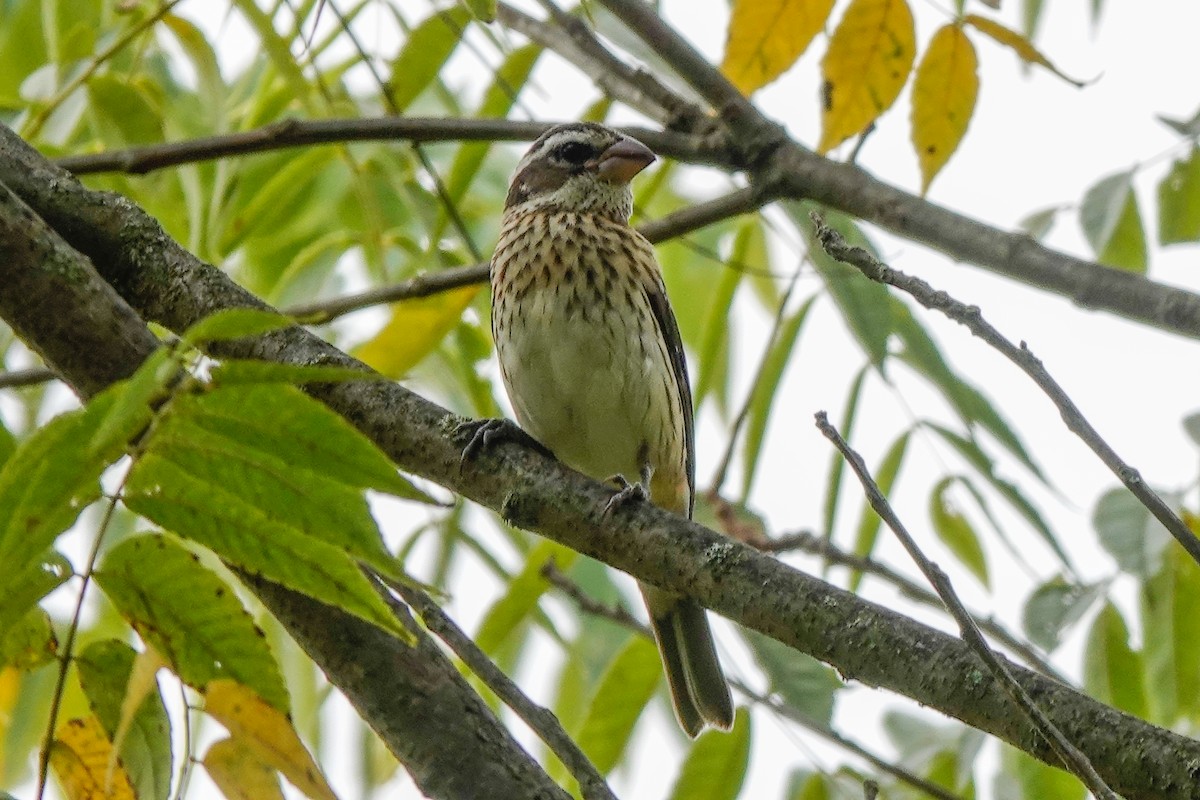 Rose-breasted Grosbeak - ML623724037