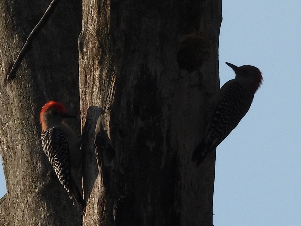 Red-bellied Woodpecker - ML623724149