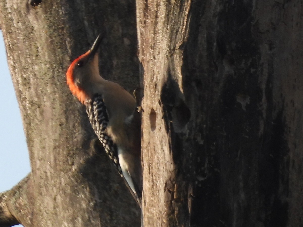 Red-bellied Woodpecker - ML623724150