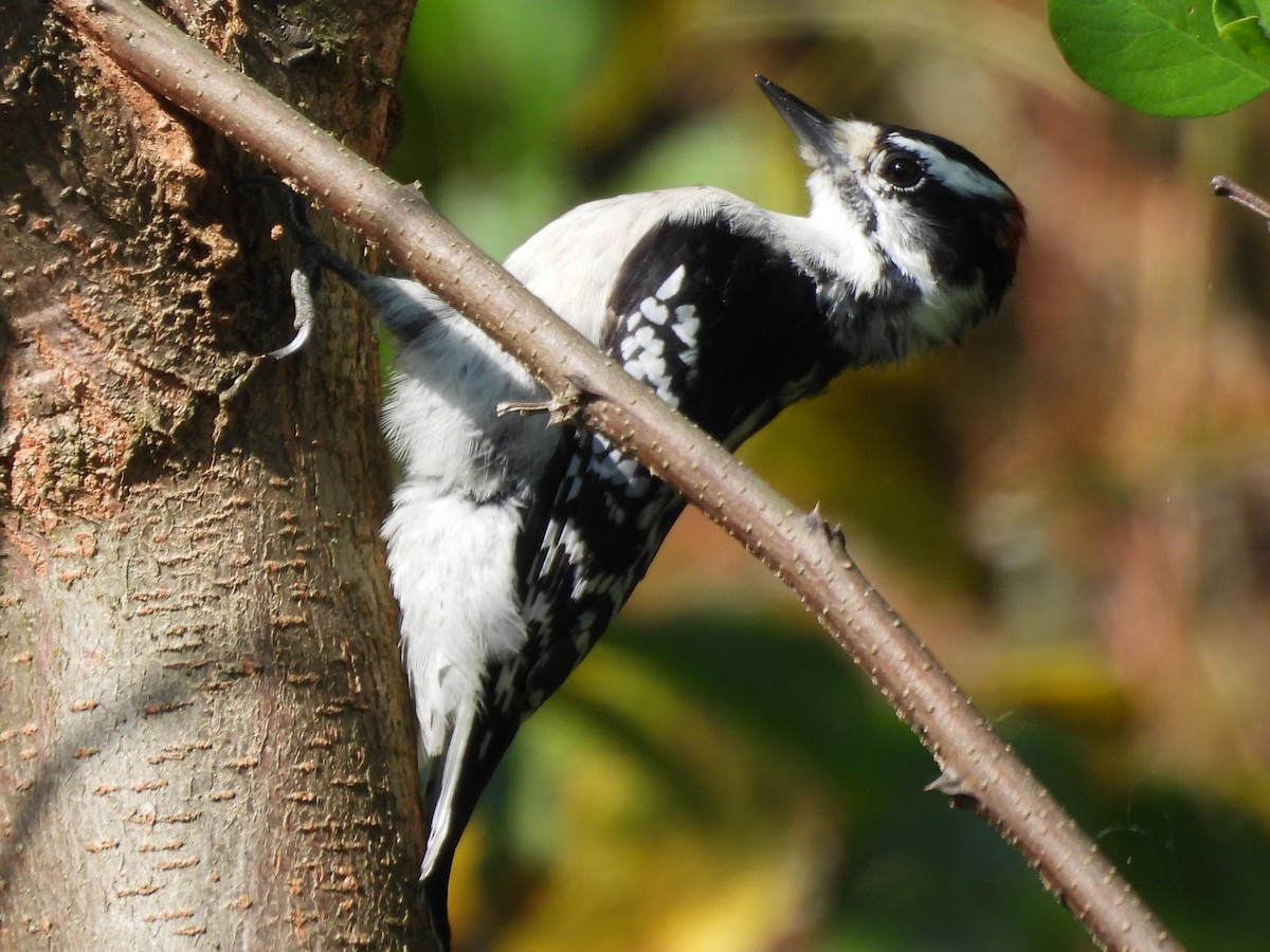 Downy Woodpecker - ML623724175