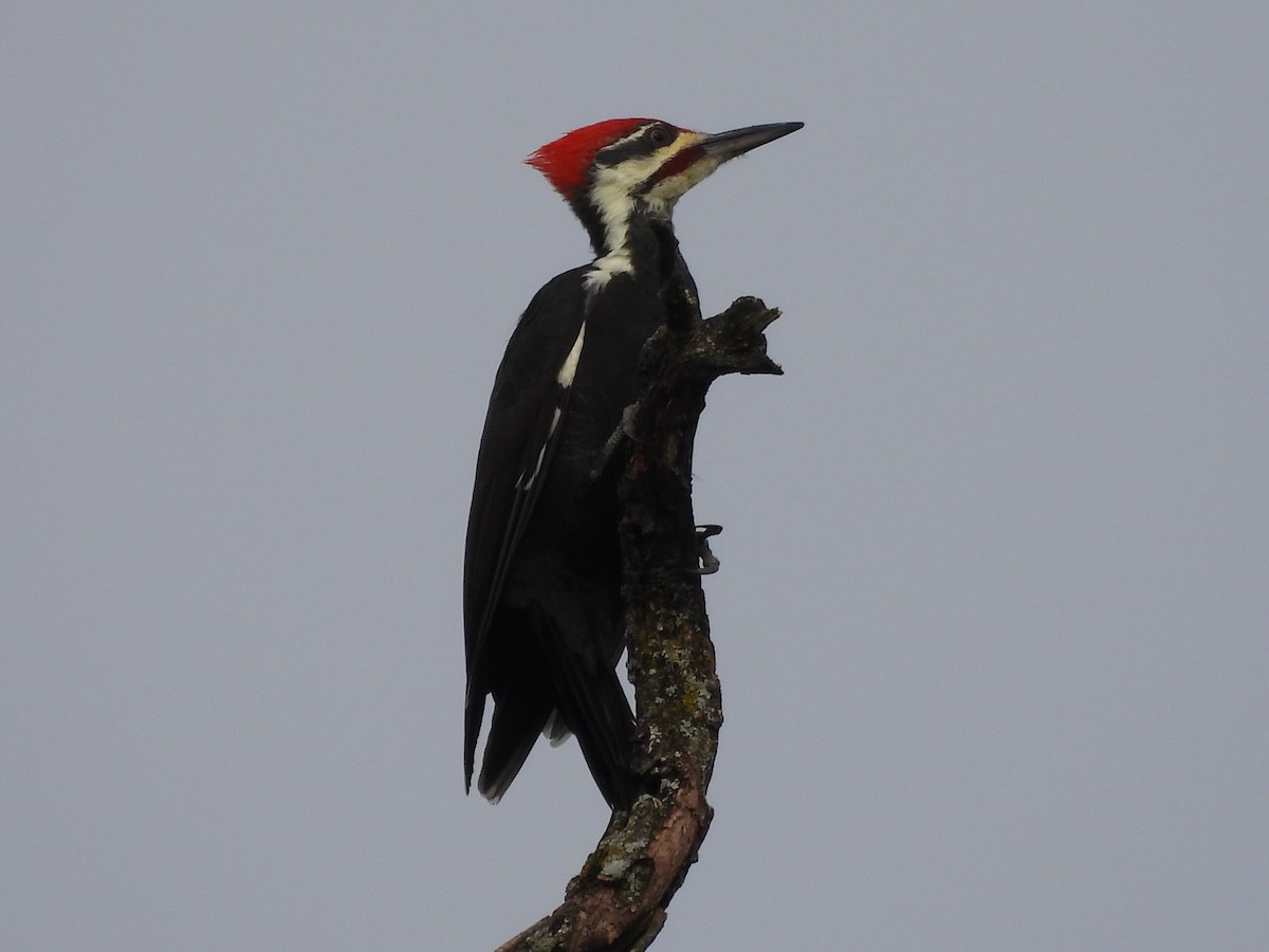 Pileated Woodpecker - ML623724193