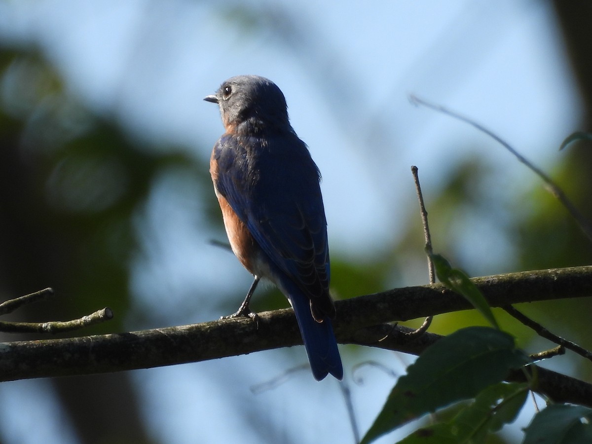 Eastern Bluebird - ML623724205