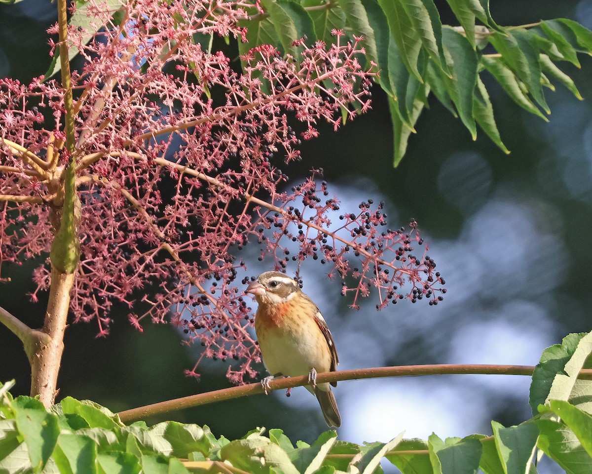 Rose-breasted Grosbeak - ML623724206