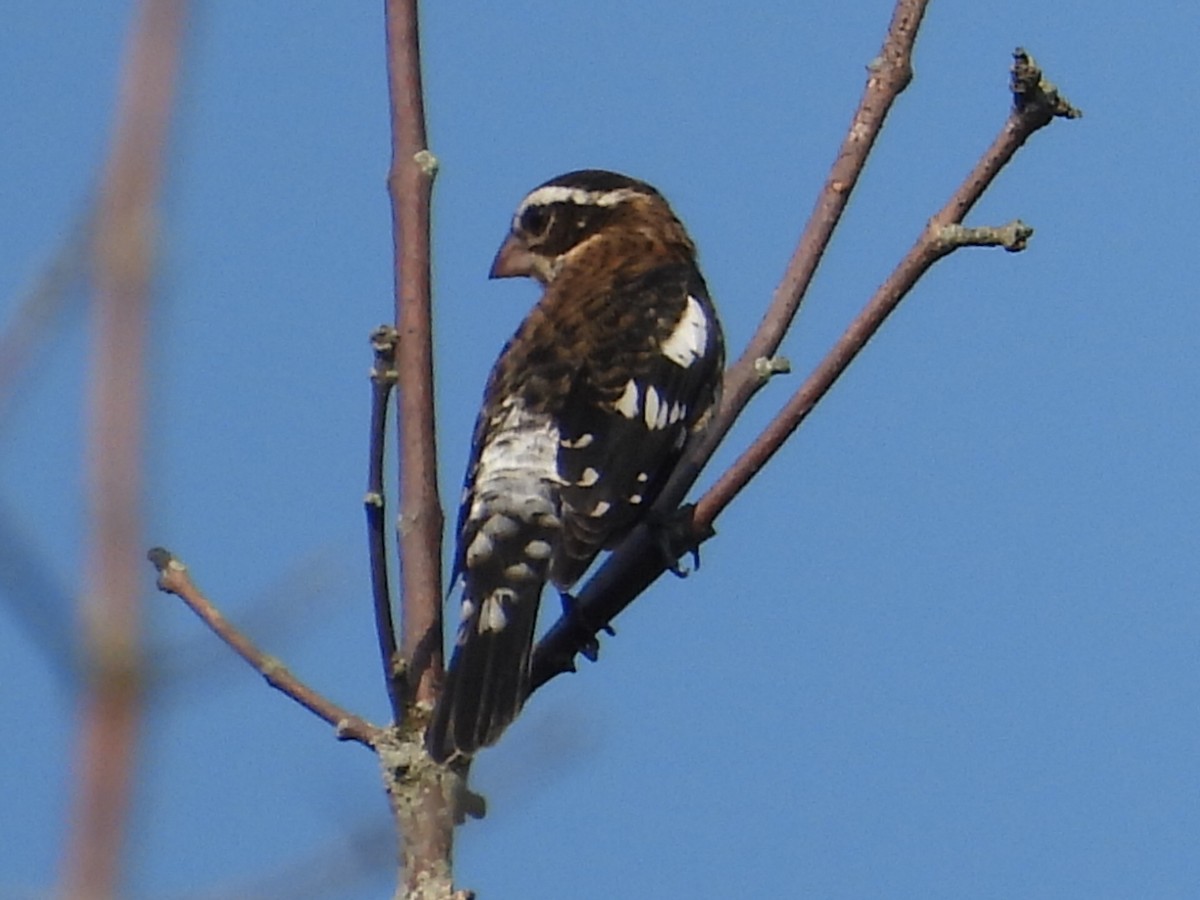 Rose-breasted Grosbeak - ML623724235