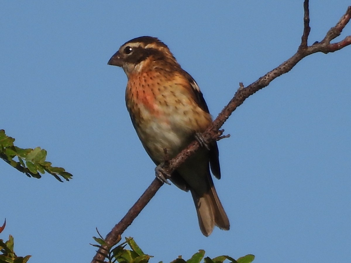 Rose-breasted Grosbeak - ML623724236