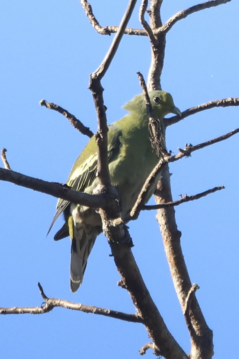 Sumba Green-Pigeon - ML623724237