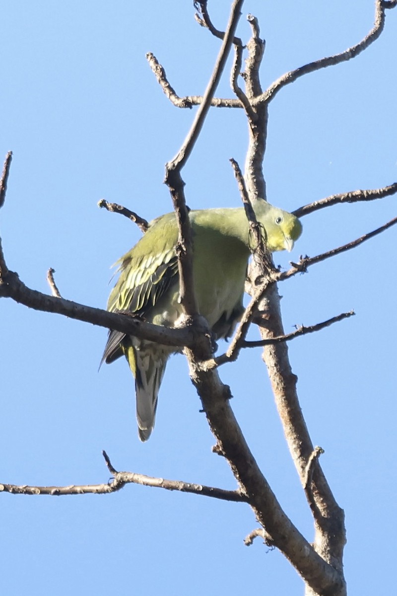 Sumba Green-Pigeon - ML623724239