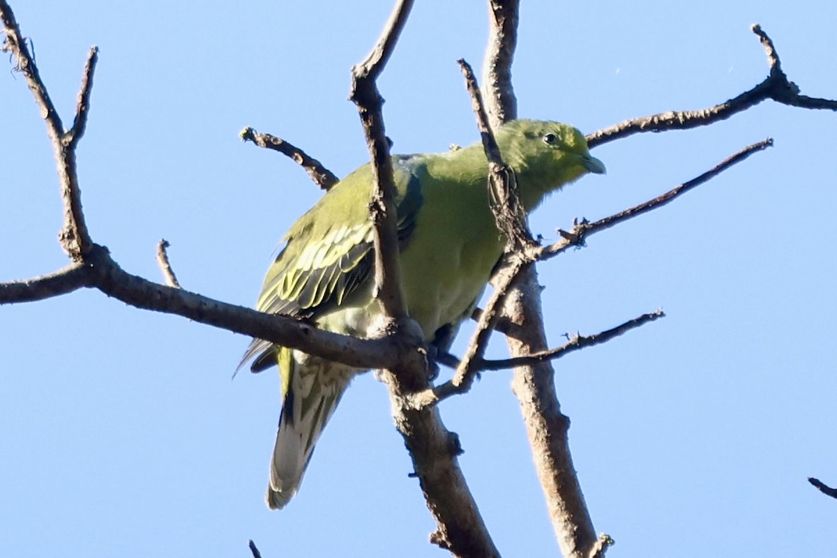 Sumba Green-Pigeon - ML623724240