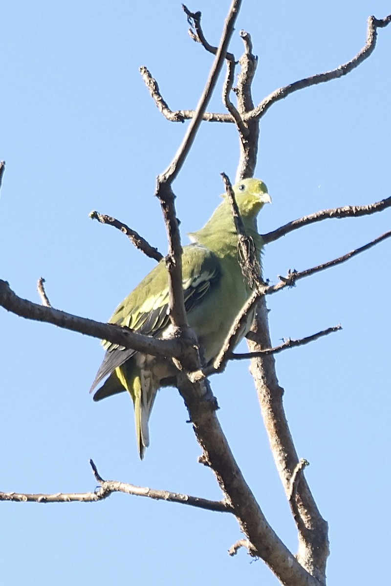 Sumba Green-Pigeon - ML623724241