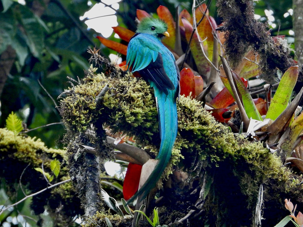 カザリキヌバネドリ（costaricensis） - ML623724258