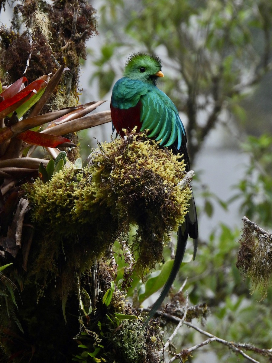 カザリキヌバネドリ（costaricensis） - ML623724261