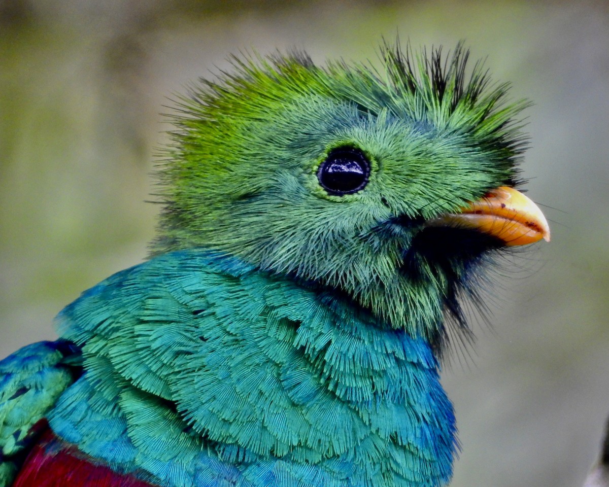 カザリキヌバネドリ（costaricensis） - ML623724262