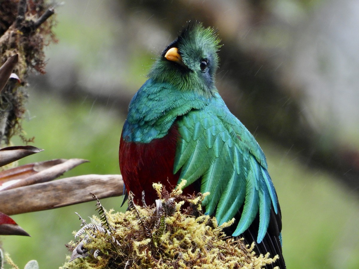 カザリキヌバネドリ（costaricensis） - ML623724266