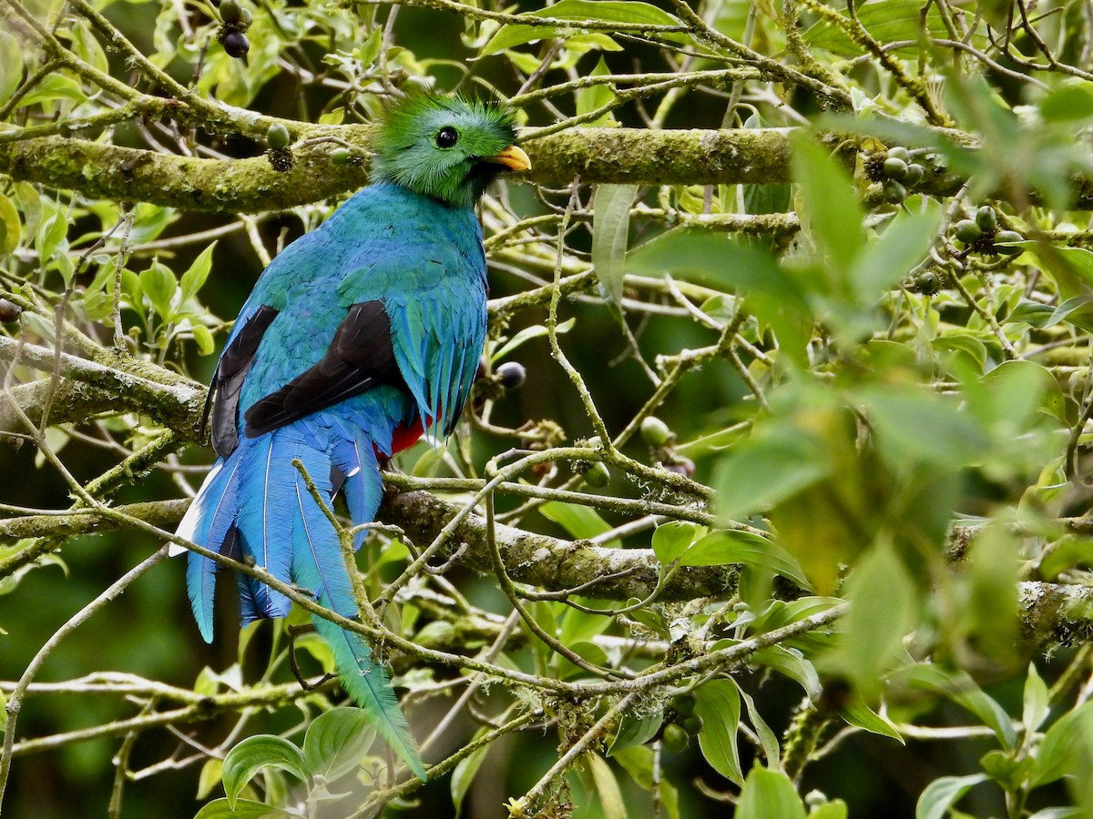 カザリキヌバネドリ（costaricensis） - ML623724268