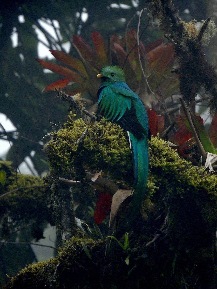 カザリキヌバネドリ（costaricensis） - ML623724269