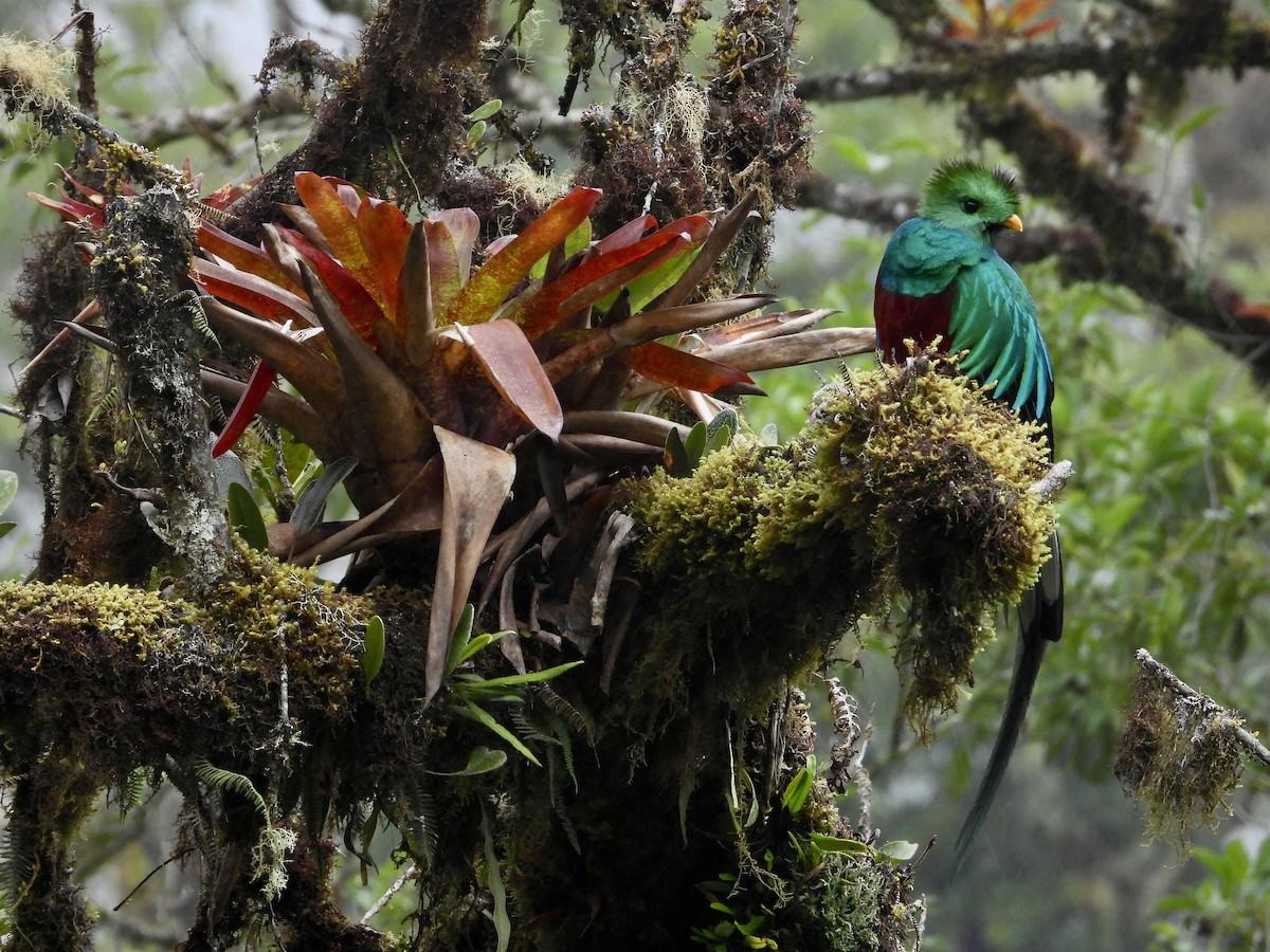 カザリキヌバネドリ（costaricensis） - ML623724270