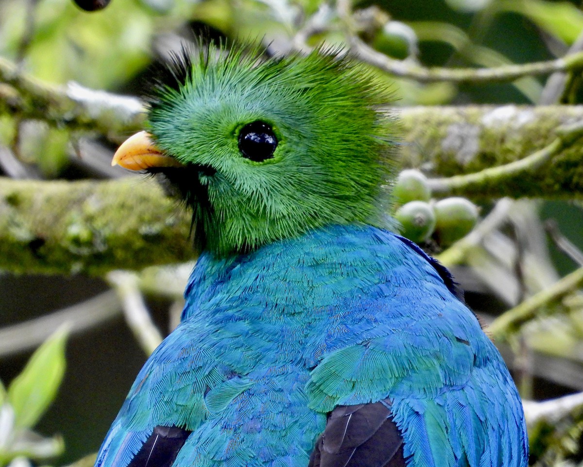 カザリキヌバネドリ（costaricensis） - ML623724272