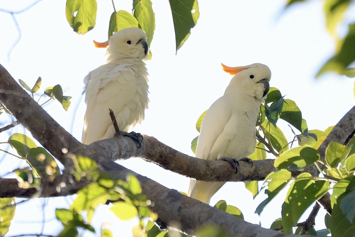 Citron-crested Cockatoo - ML623724277