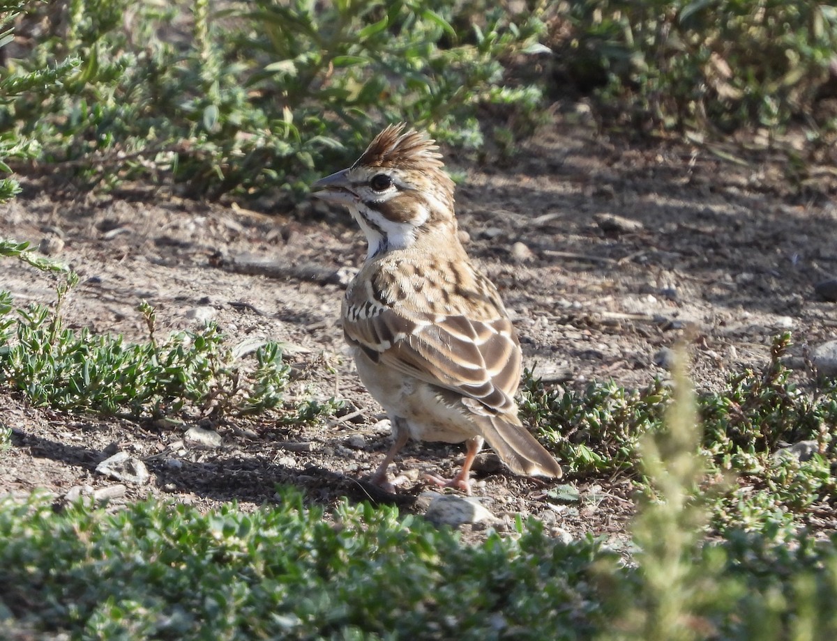 Chingolo Arlequín - ML623724301