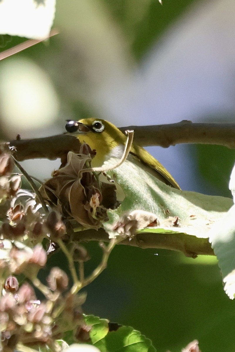 Ashy-bellied White-eye - ML623724302