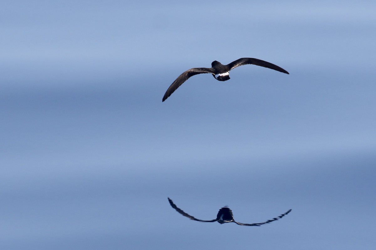 Band-rumped Storm-Petrel - ML623724306