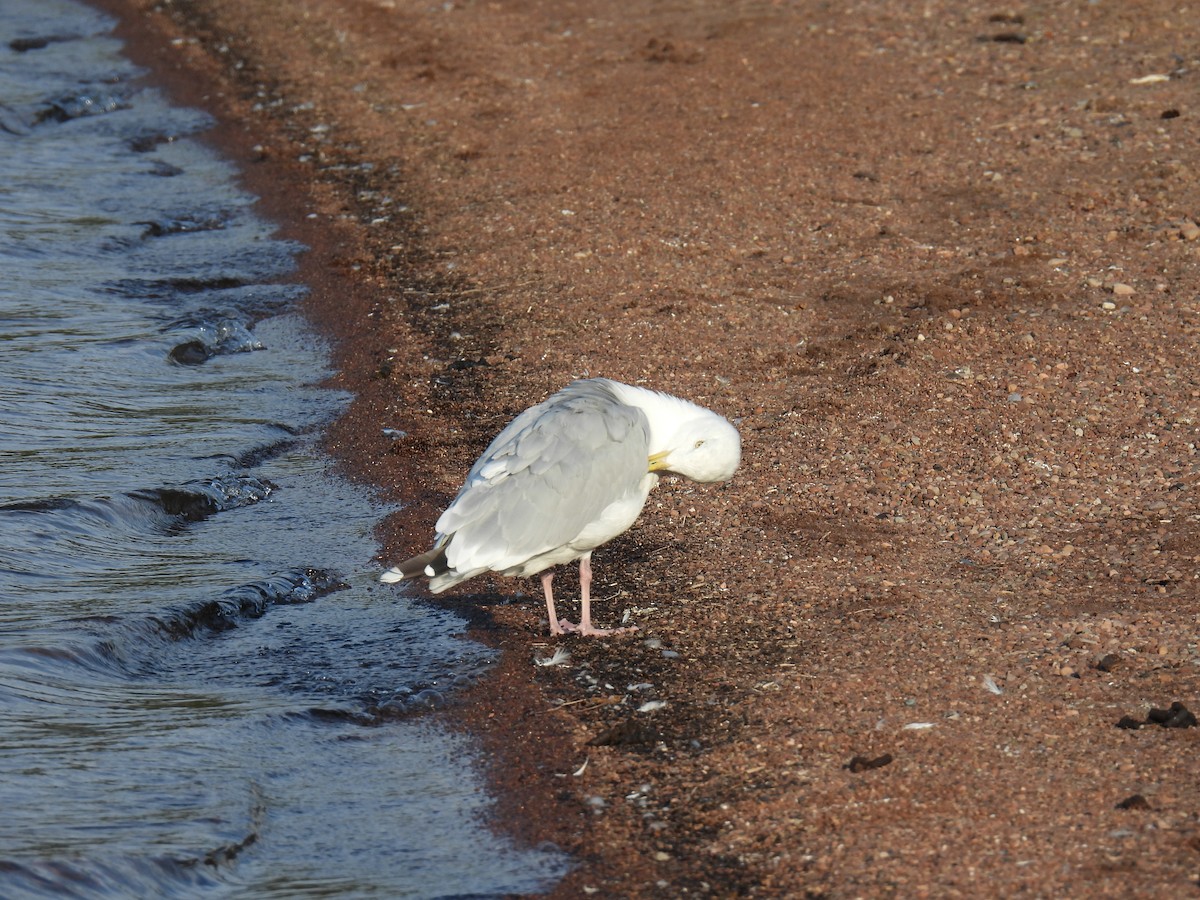 American Herring Gull - ML623724309