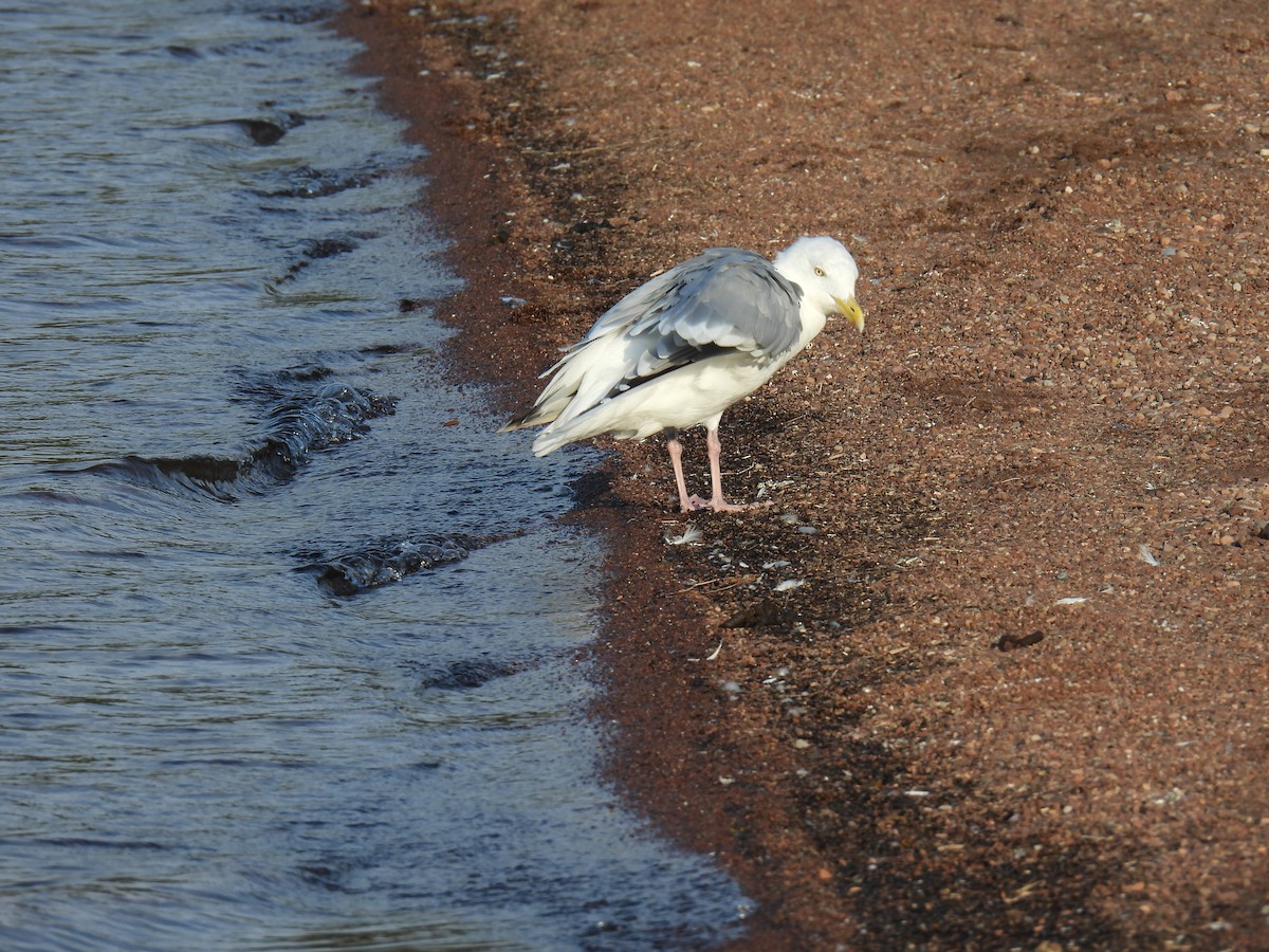 American Herring Gull - ML623724314