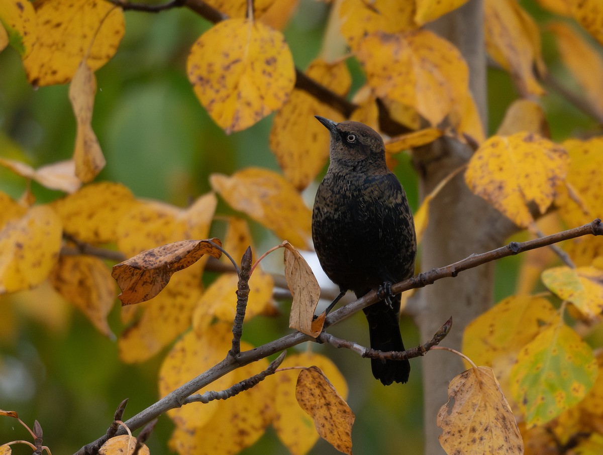 Rusty Blackbird - ML623724343