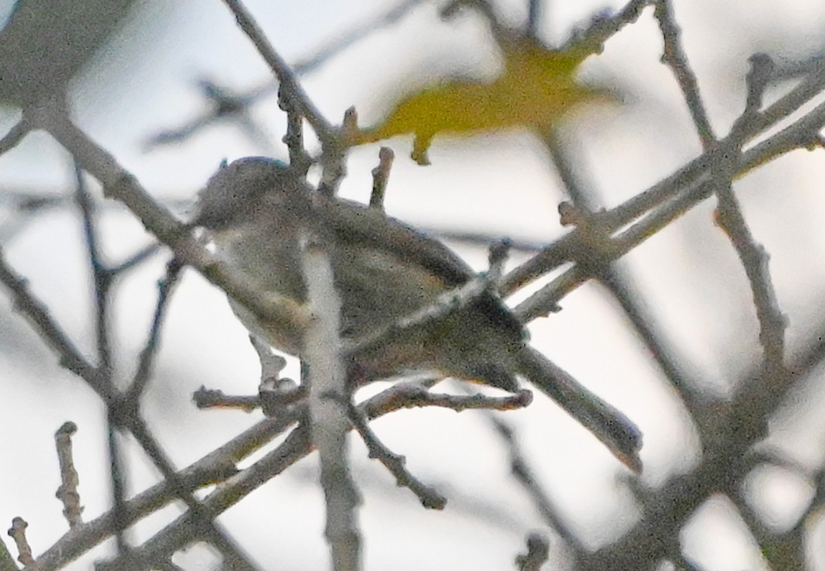 Pearly-vented Tody-Tyrant - ML623724373