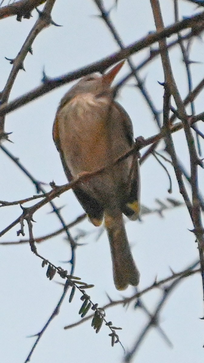 Pearly-vented Tody-Tyrant - ML623724374