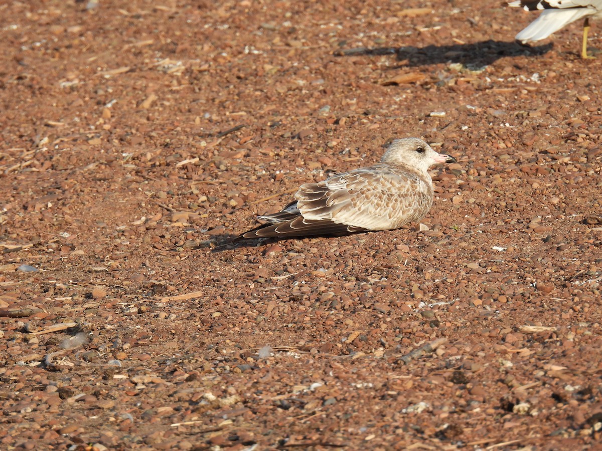 Ring-billed Gull - ML623724392