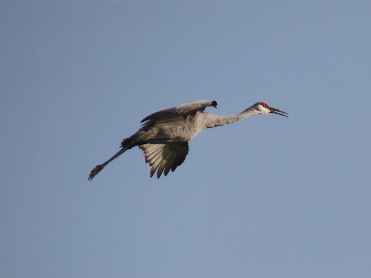 Grue du Canada - ML623724399