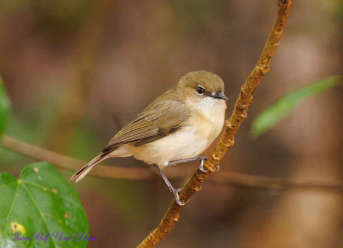 Large-billed Gerygone - ML623724403