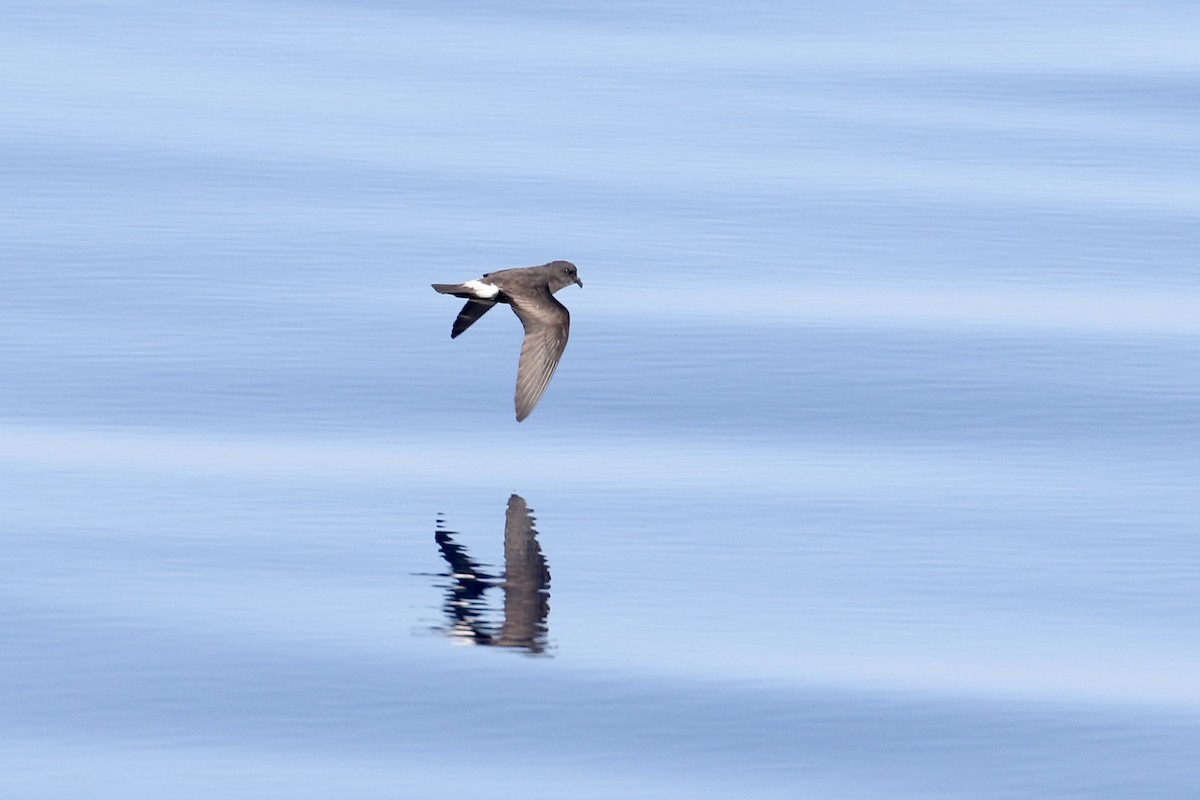 Band-rumped Storm-Petrel - ML623724413