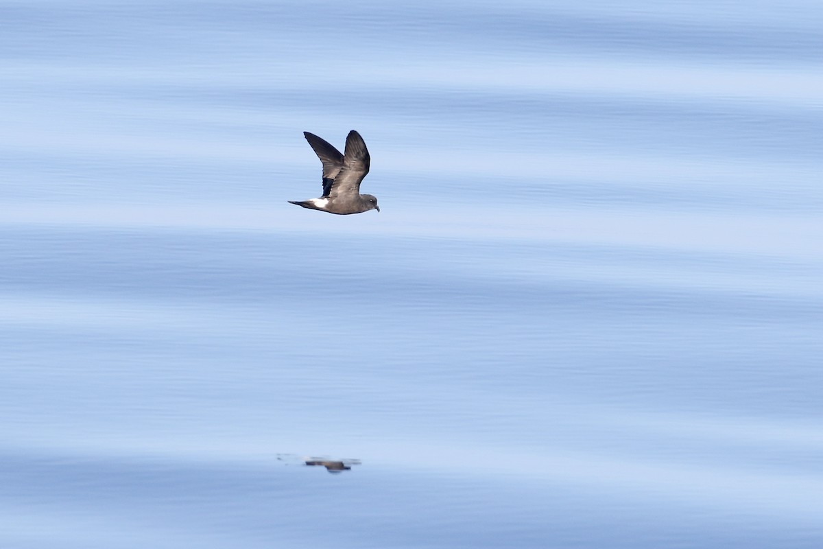 Band-rumped Storm-Petrel - ML623724414