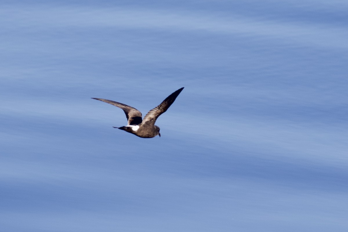 Band-rumped Storm-Petrel - ML623724415