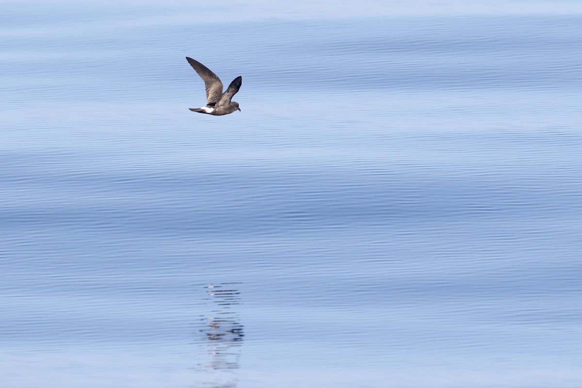 Band-rumped Storm-Petrel - ML623724416