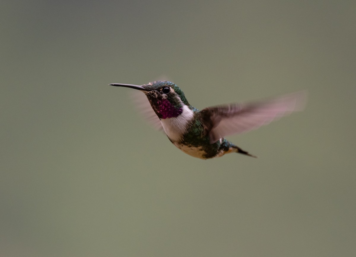 White-bellied Woodstar - Tor Egil Høgsås