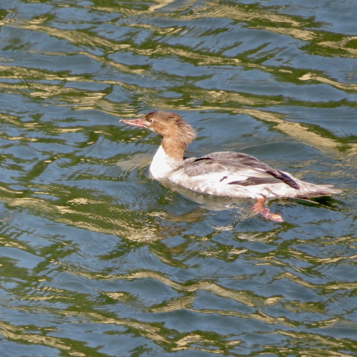 Common Merganser - ML623724436