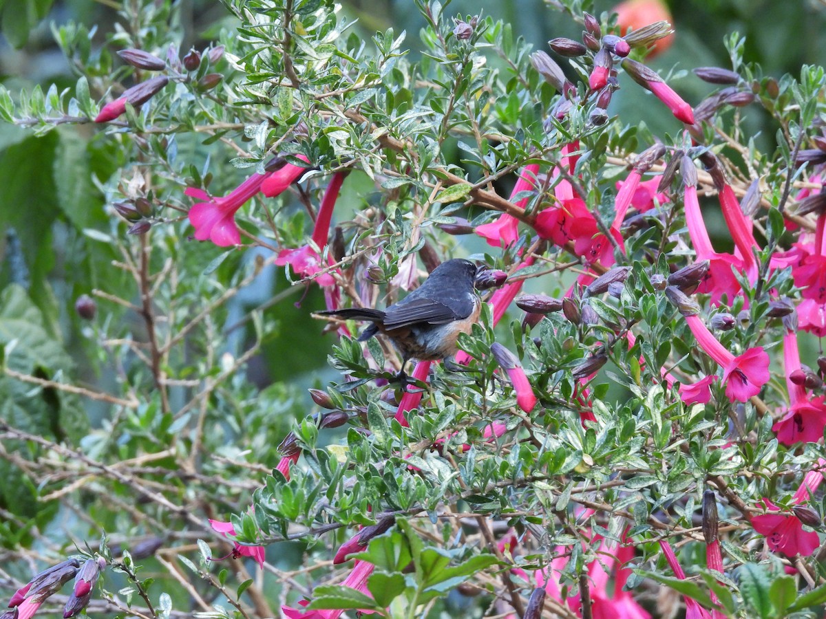 Black-throated Flowerpiercer - ML623724449