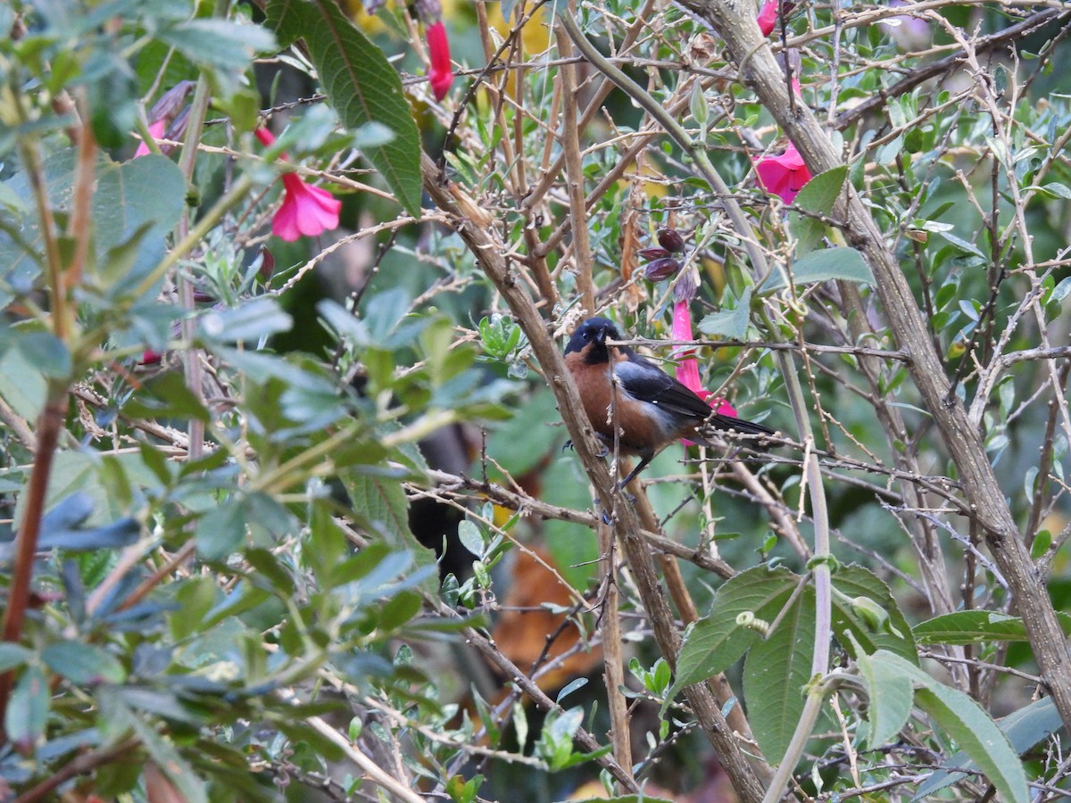 Black-throated Flowerpiercer - ML623724450