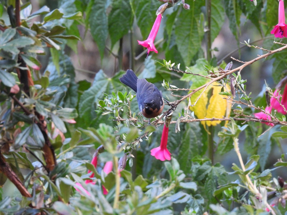 Black-throated Flowerpiercer - ML623724451