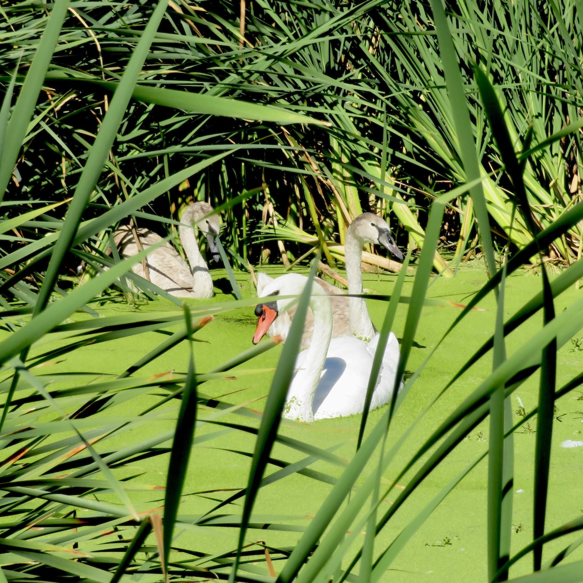 Mute Swan - Anita Toney