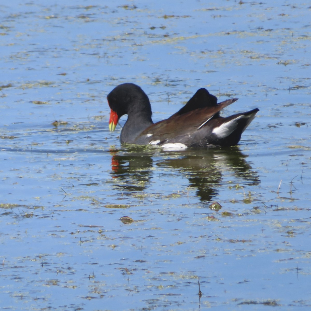 Common Gallinule - ML623724511