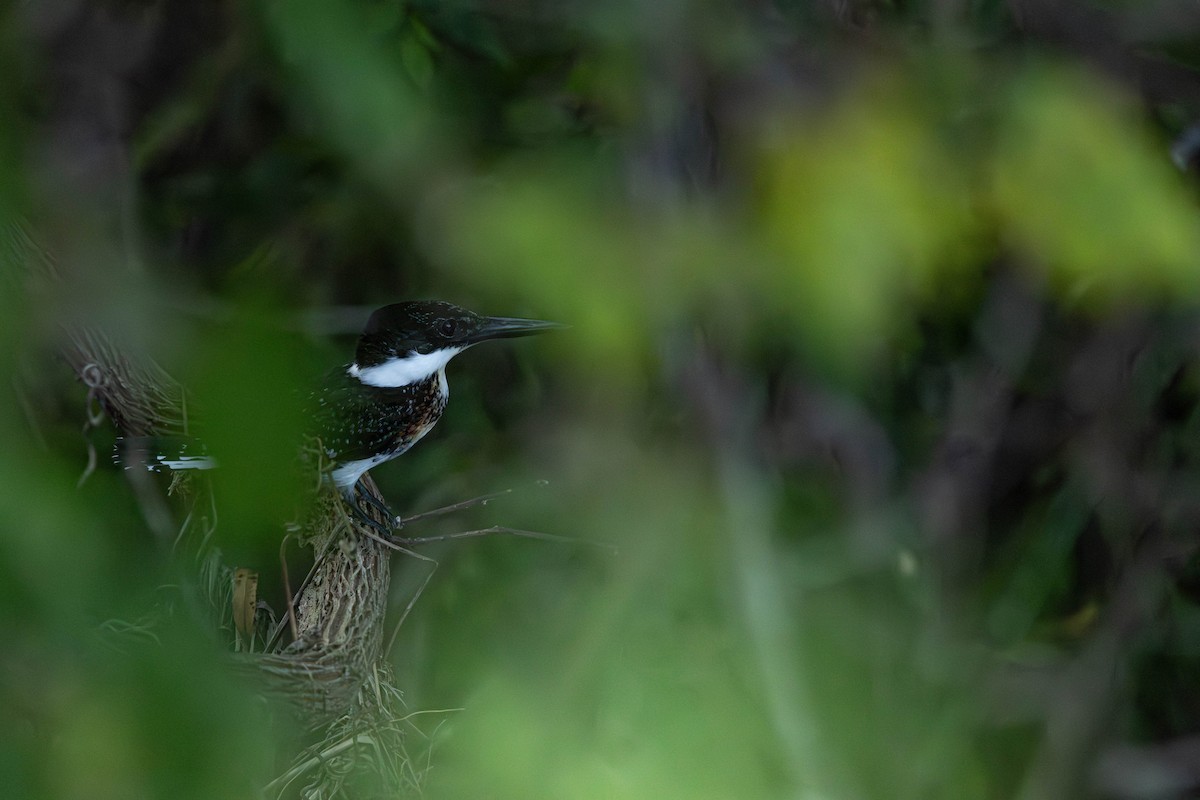 Green Kingfisher - ML623724520