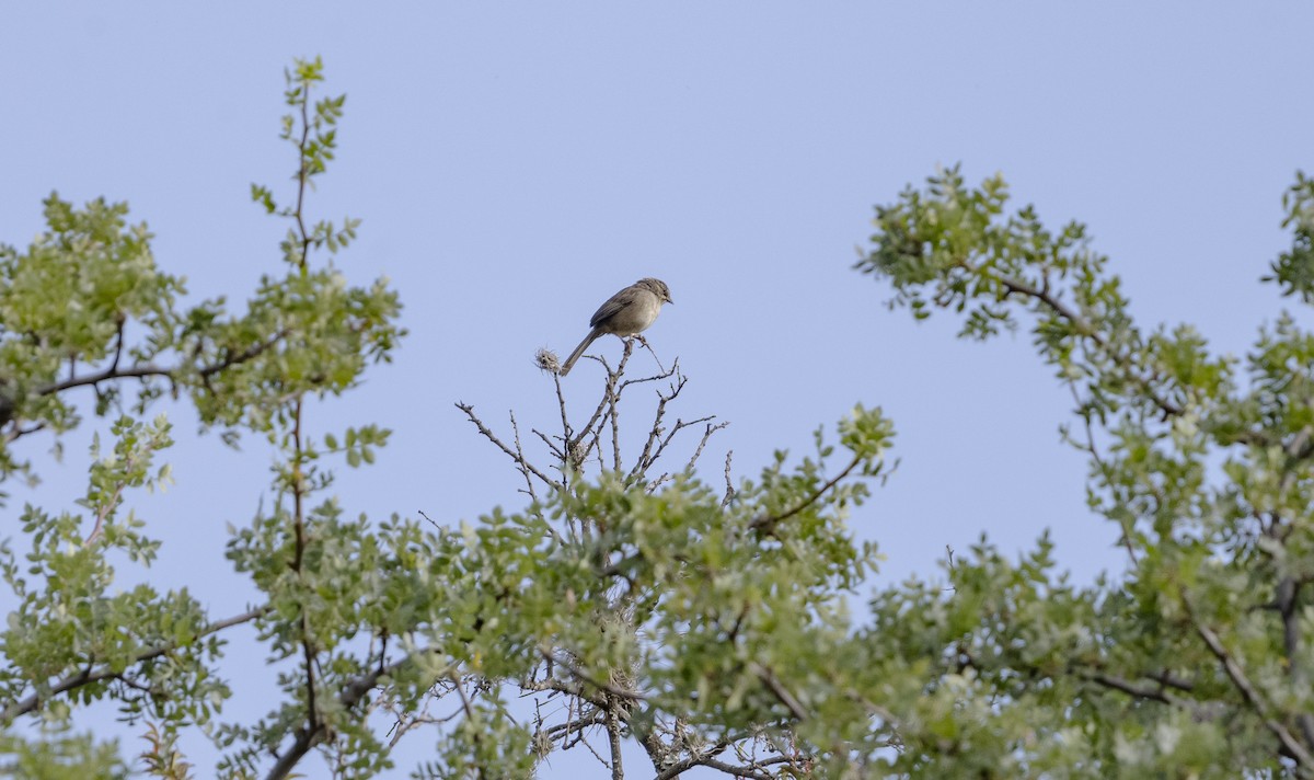 Oaxaca Sparrow - Rolando Tomas Pasos Pérez