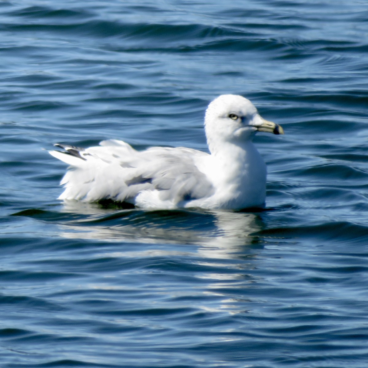 Ring-billed Gull - ML623724524